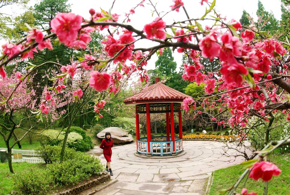 庐山桃花 孙仁贵摄于2004年4月12日